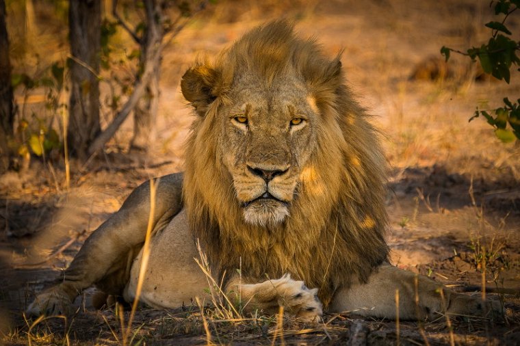 080 Zimbabwe, Hwange NP, leeuw.jpg